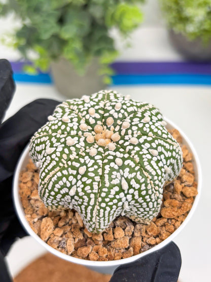 Astrophytum Star Shape (t3) (r2) | 3" Pot
