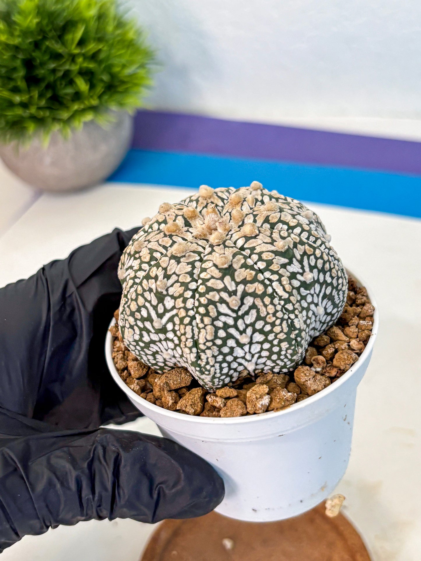 Astrophytum V Type (at2) (13) | Live Plant | Rare Collection