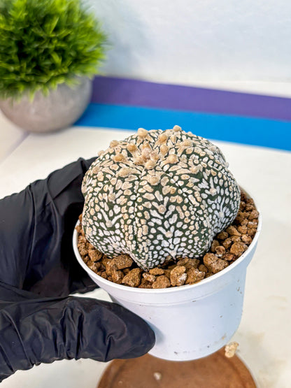 Astrophytum V Type (at2) (13) | Live Plant | Rare Collection