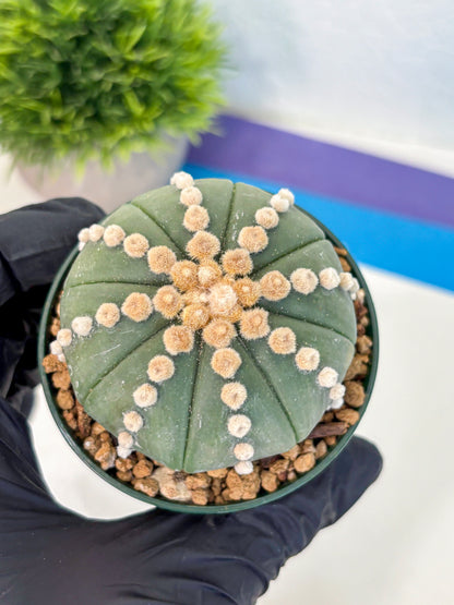 Astrophytum Oobito Nudum (at9) (13) | Cactus Plant
