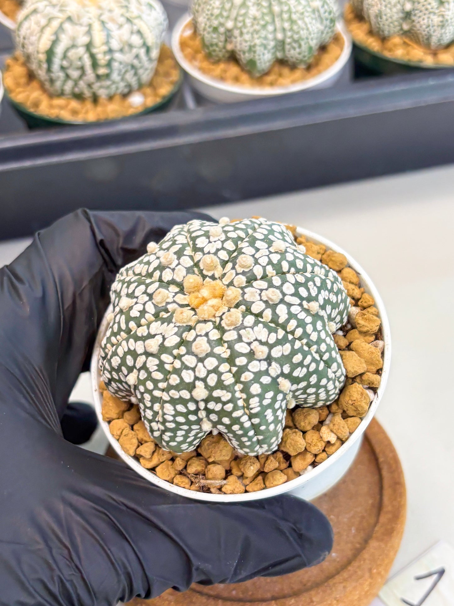 Astrophytum Star Shape (at2) (g1) | Japanese Import