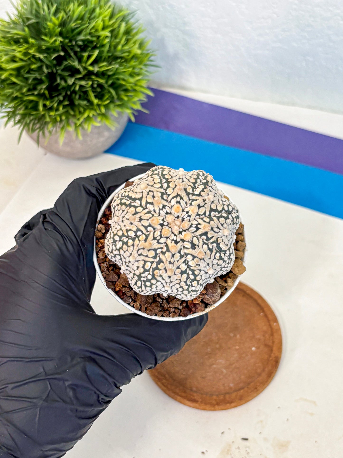 Astrophytum V Type (at5) (13) |  Sea urchin cactus