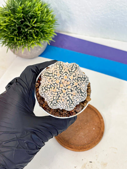 Astrophytum V Type (at5) (13) |  Sea urchin cactus