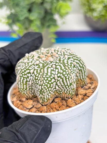 Astrophytum Star Shape (t3) (r2) | 3" Pot