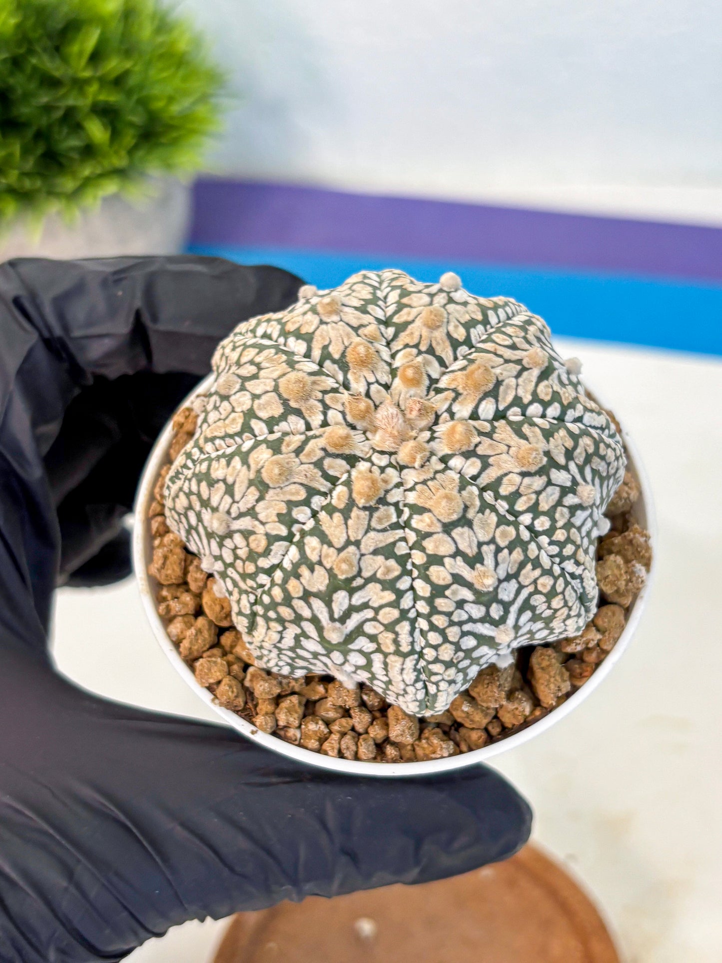 Astrophytum V Type (at2) (13) | Live Plant | Rare Collection
