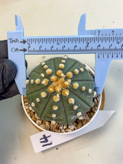 Astrophytum Oobito Nudum (at9) (14) | Cactus Plant