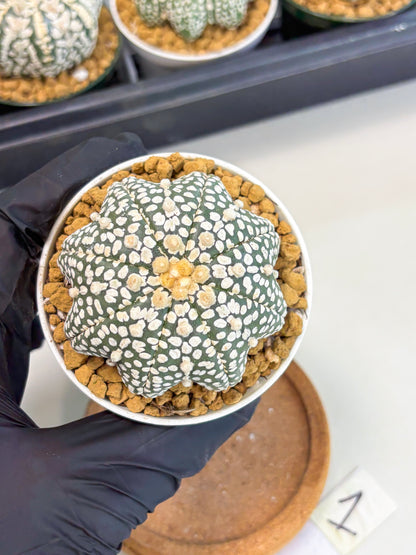 Astrophytum Star Shape (at2) (g1) | Japanese Import