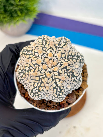 Astrophytum V Type (at5) (13) |  Sea urchin cactus