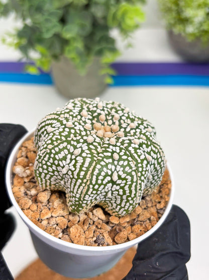 Astrophytum Star Shape (t3) (r2) | 3" Pot