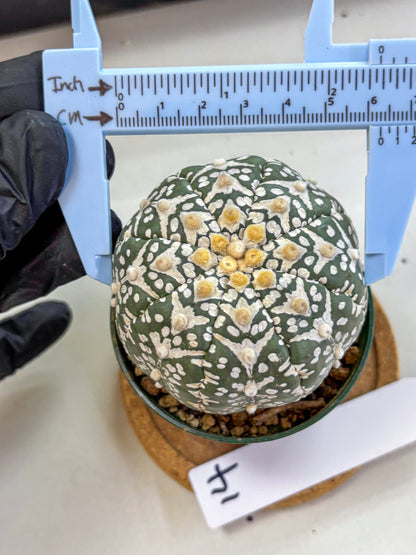 Astrophytum V Type (at2) (14) | Live Plant | Rare Collection
