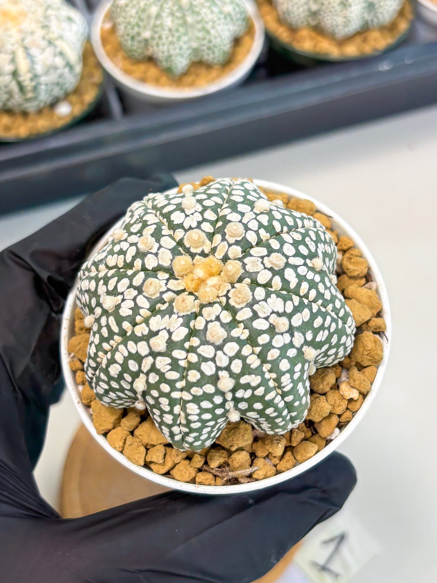 Astrophytum Star Shape (at2) (g1) | Japanese Import