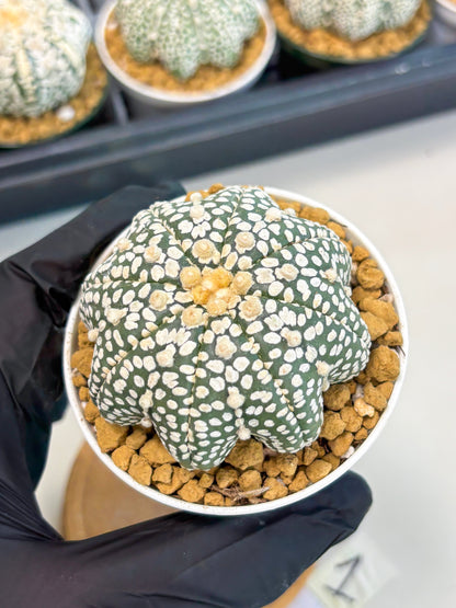 Astrophytum Star Shape (at2) (g1) | Japanese Import