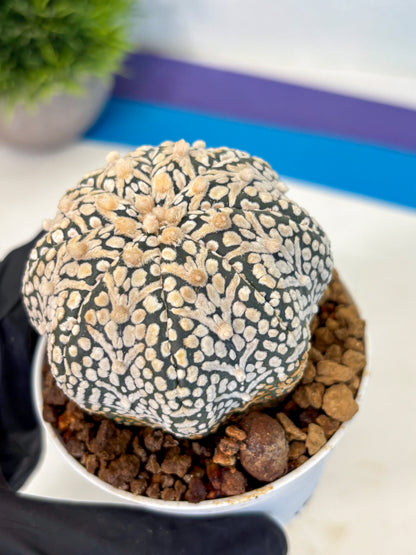 Astrophytum V Type (at5) (13) |  Sea urchin cactus