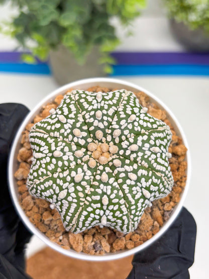 Astrophytum Star Shape (t3) (r2) | 3" Pot
