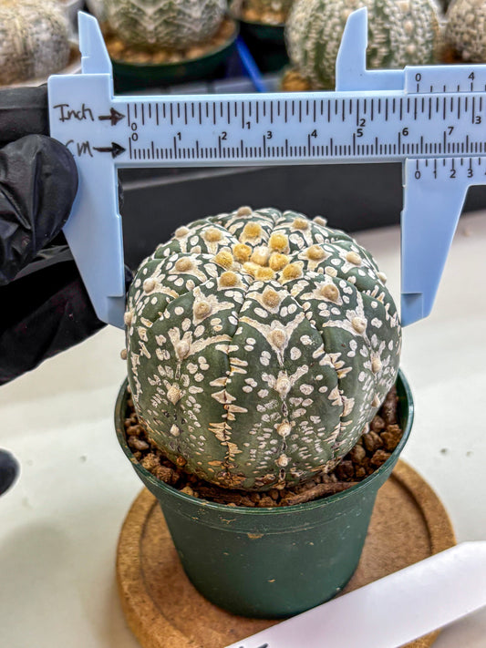 Astrophytum V Type (at2) (14) | Live Plant | Rare Collection