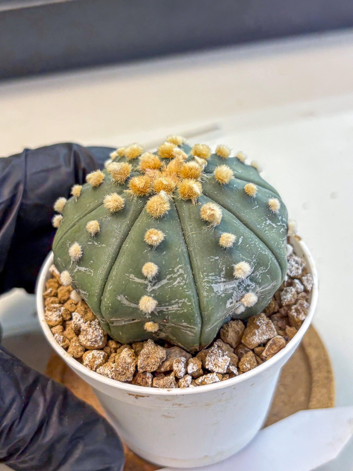 Astrophytum Oobito Nudum (at9) (14) | Cactus Plant
