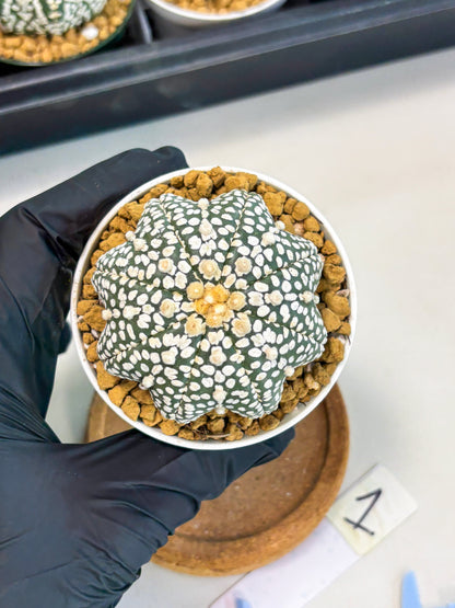 Astrophytum Star Shape (at2) (g1) | Japanese Import