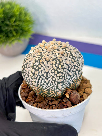 Astrophytum V Type (at5) (13) |  Sea urchin cactus