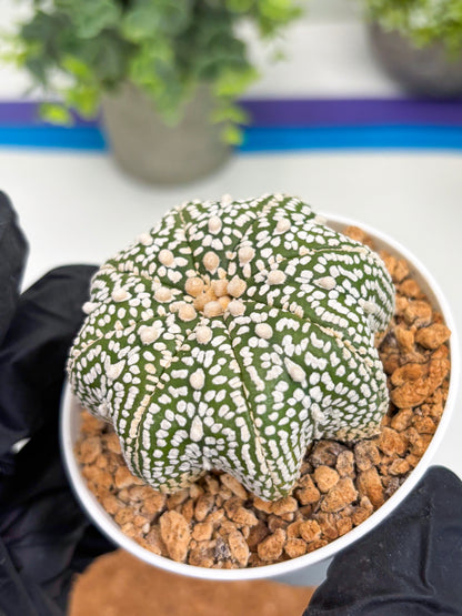 Astrophytum Star Shape (t3) (r2) | 3" Pot