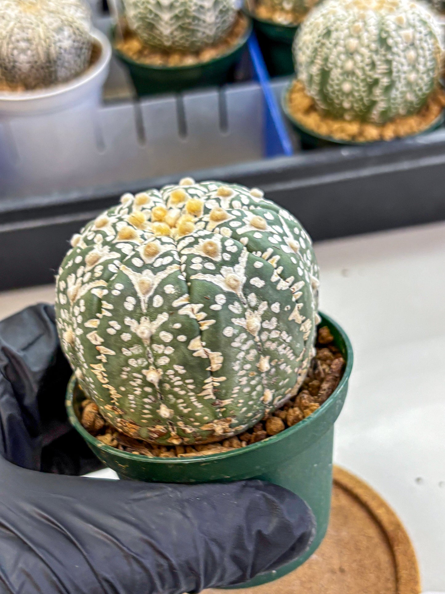Astrophytum V Type (at2) (14) | Live Plant | Rare Collection