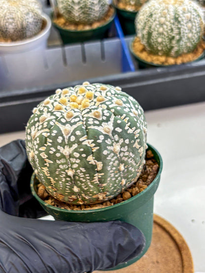 Astrophytum V Type (at2) (14) | Live Plant | Rare Collection
