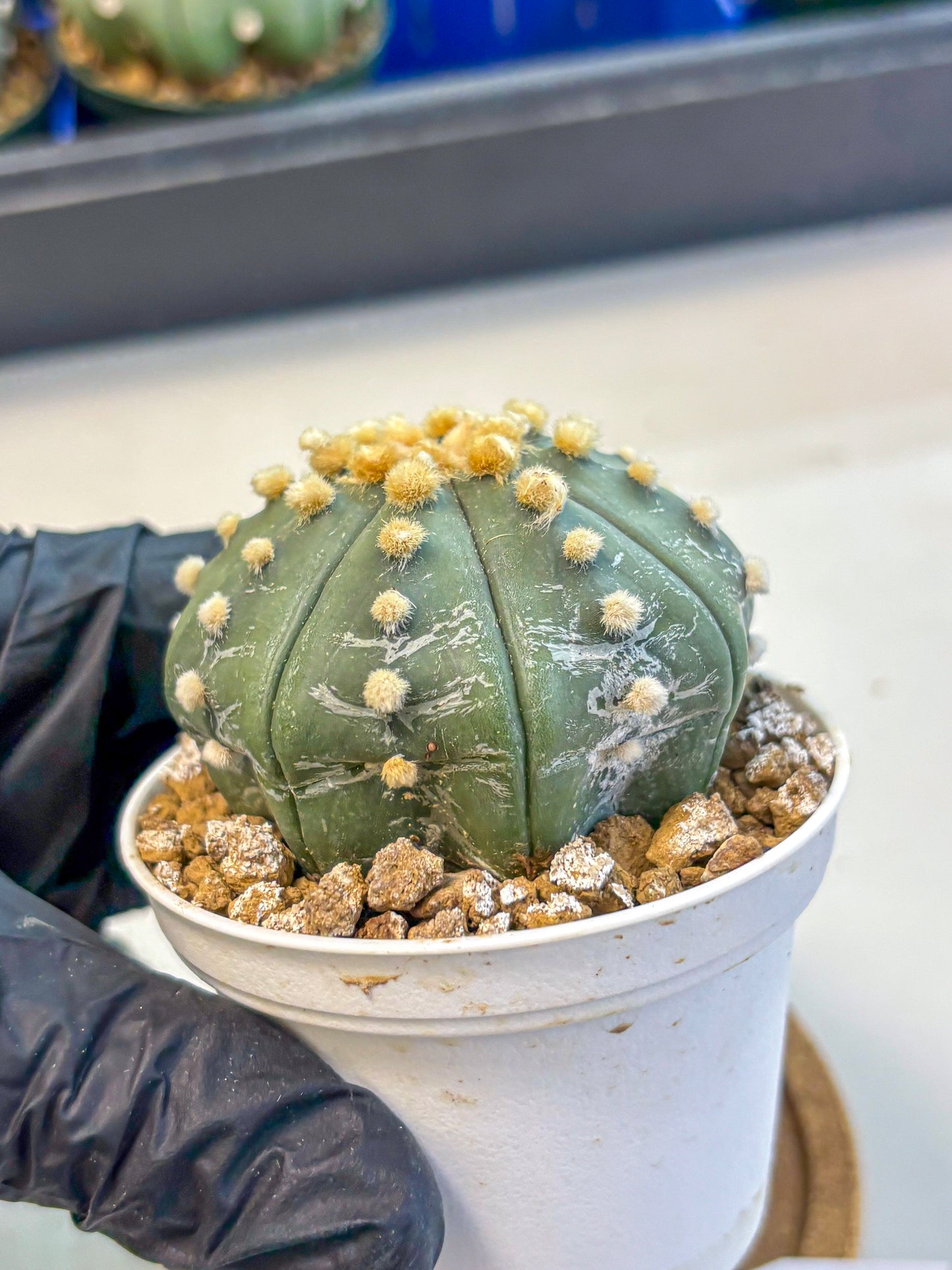 Astrophytum Oobito Nudum (at9) (14) | Cactus Plant
