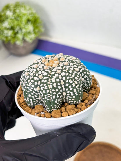 Astrophytum Star Shape (at2) (g1) | Japanese Import