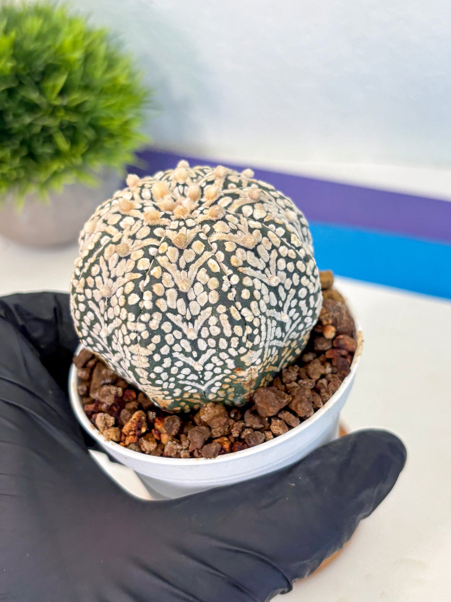 Astrophytum V Type (at5) (13) |  Sea urchin cactus