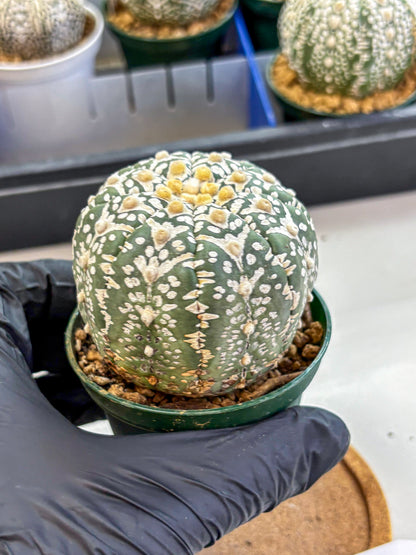Astrophytum V Type (at2) (14) | Live Plant | Rare Collection
