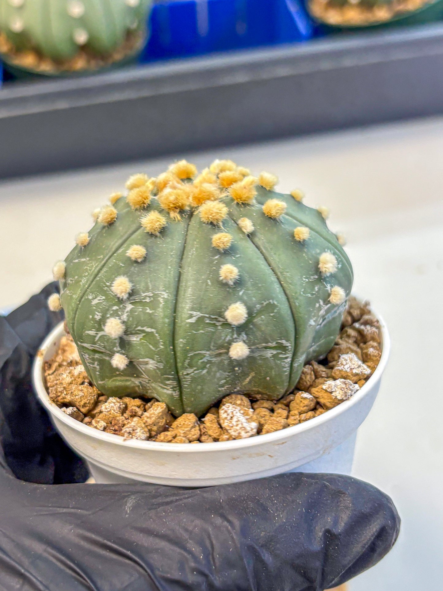 Astrophytum Oobito Nudum (at9) (14) | Cactus Plant