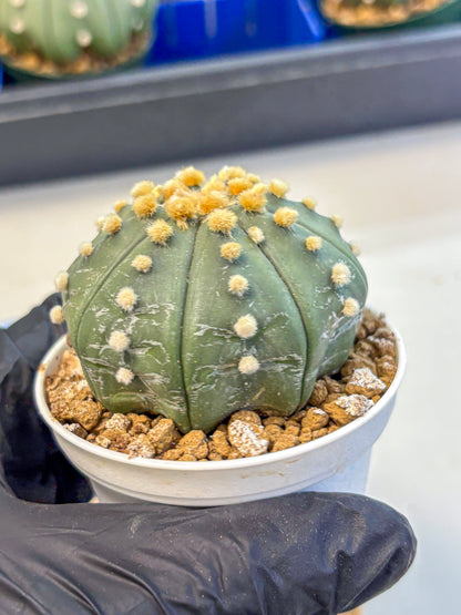 Astrophytum Oobito Nudum (at9) (14) | Cactus Plant