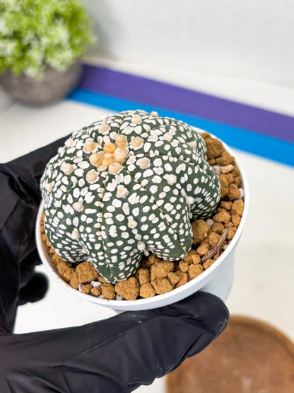 Astrophytum Star Shape (at2) (g1) | Japanese Import