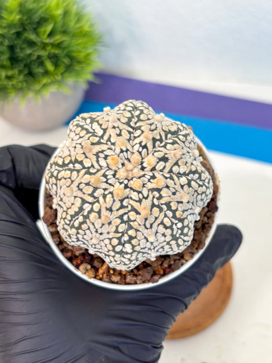Astrophytum V Type (at5) (13) |  Sea urchin cactus