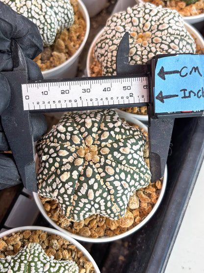 Astrophytum Star Shape (t3) (r3) | 3" Pot