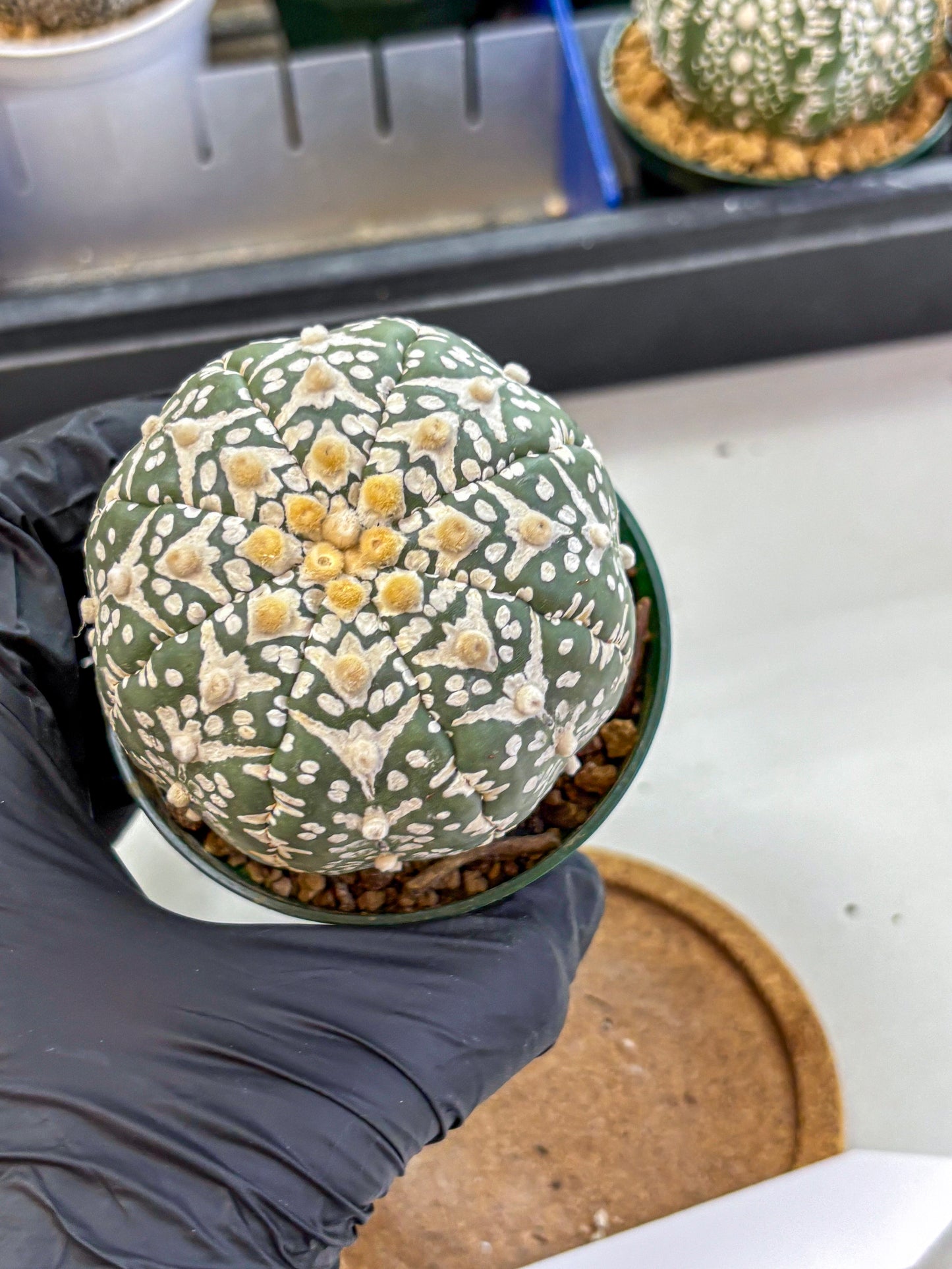 Astrophytum V Type (at2) (14) | Live Plant | Rare Collection