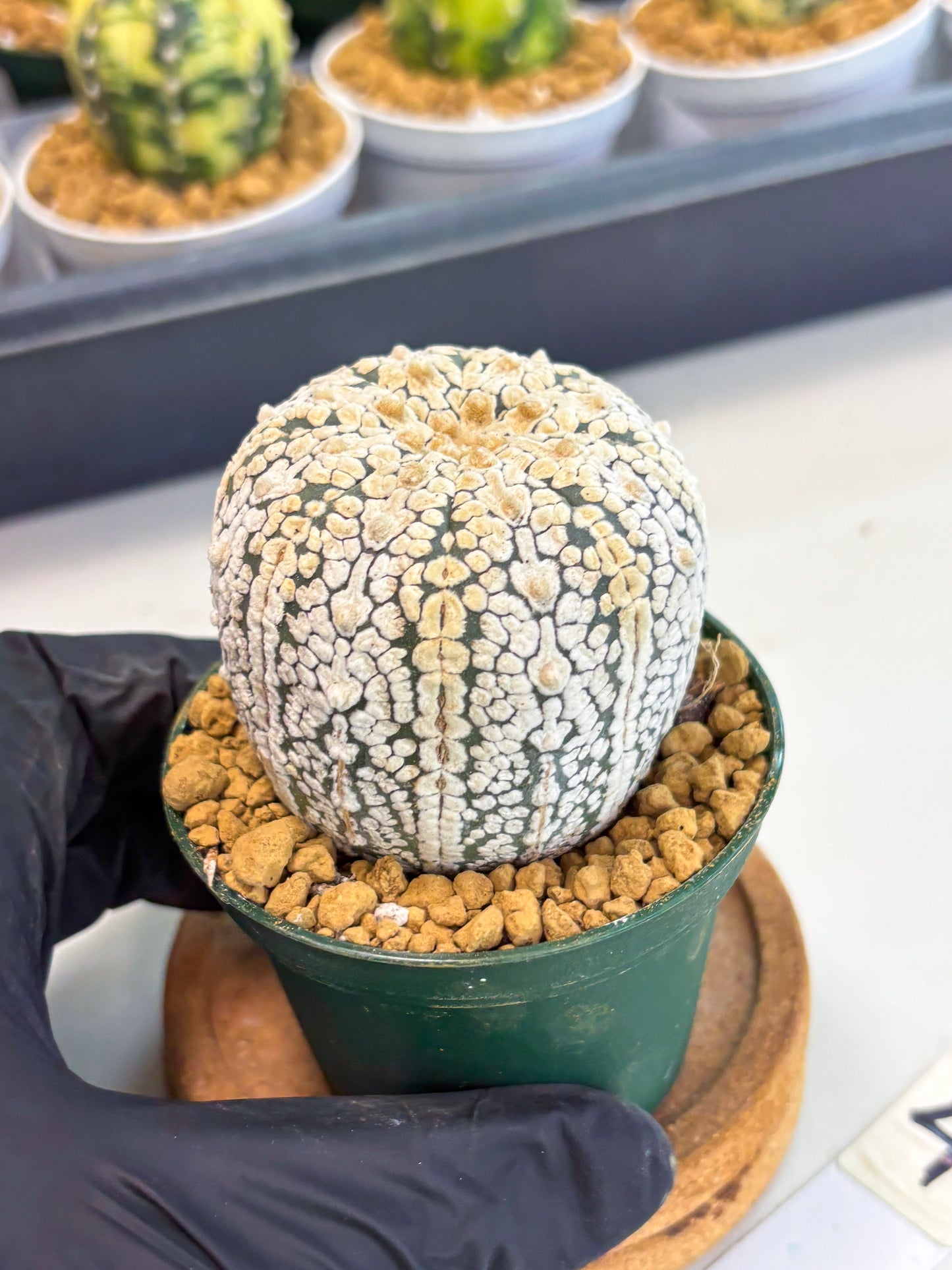 Astrophytum V-Type (at1) (p4) | Imported Cactus