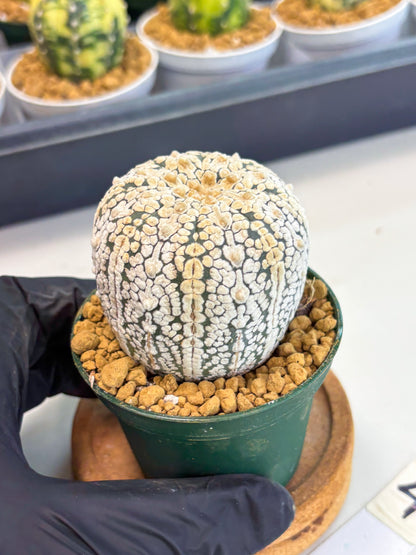 Astrophytum V-Type (at1) (p4) | Imported Cactus