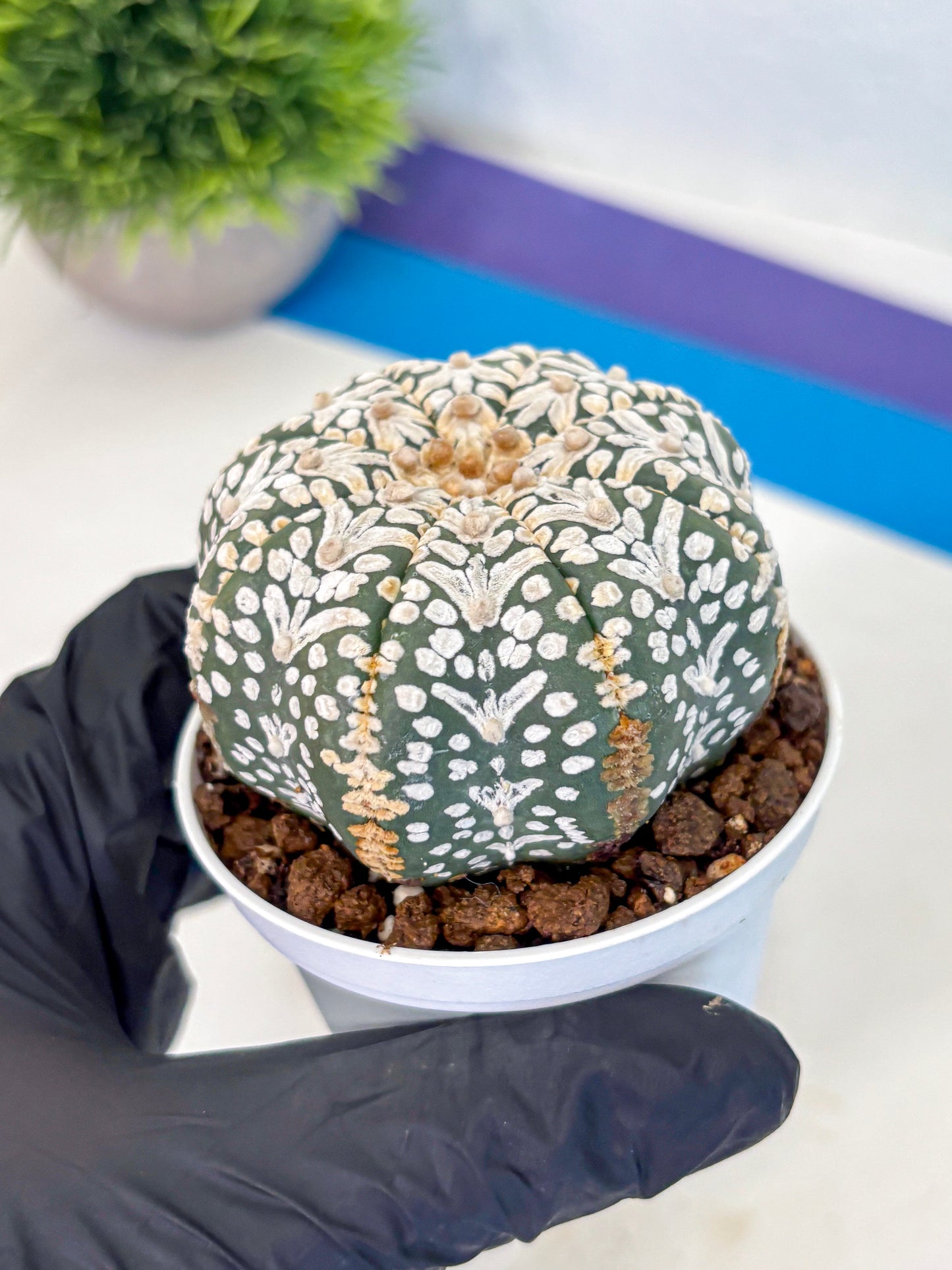 Astrophytum V Type (at5) (01) |  Sea urchin cactus