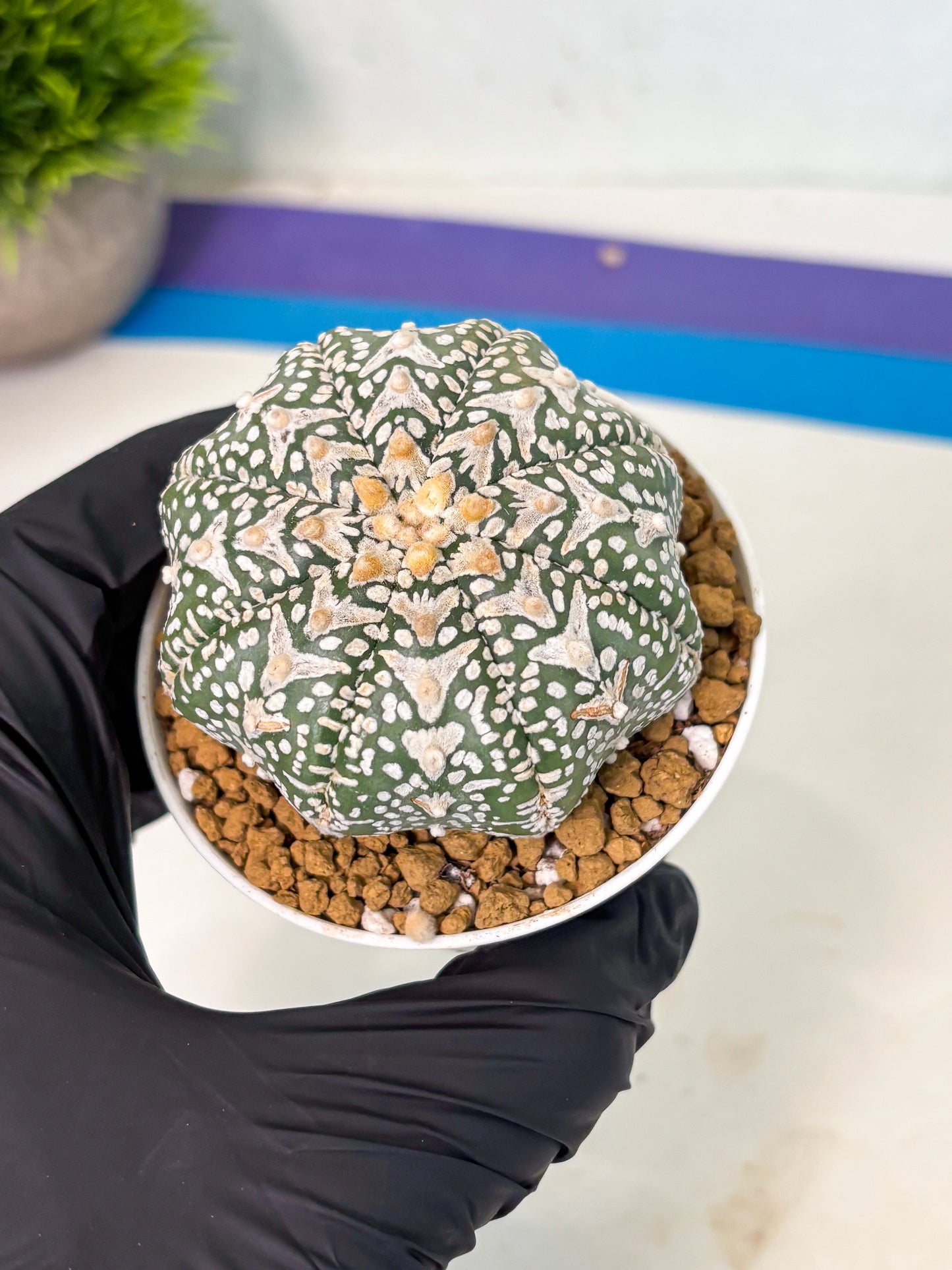 Astrophytum V-Type (at5) (p1) | Rare imported Plant