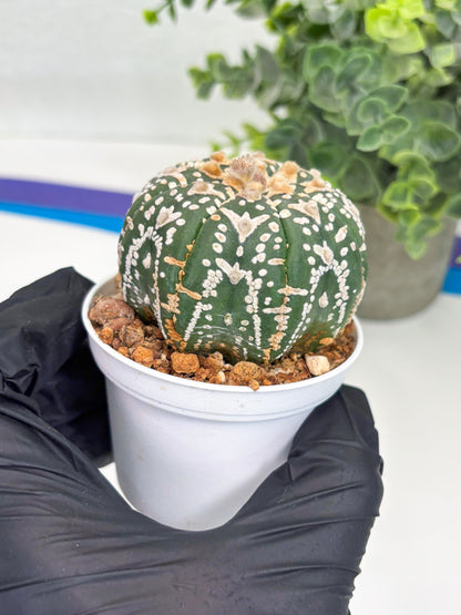 Astrophytum Super Kabuto V Type (T4) (b1) | Las Vegas Seller