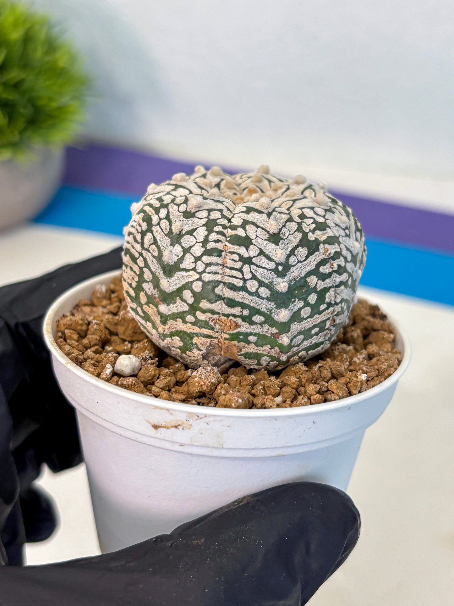 Astrophytum V Type (at2) (01) | Live Plant | Rare Collection
