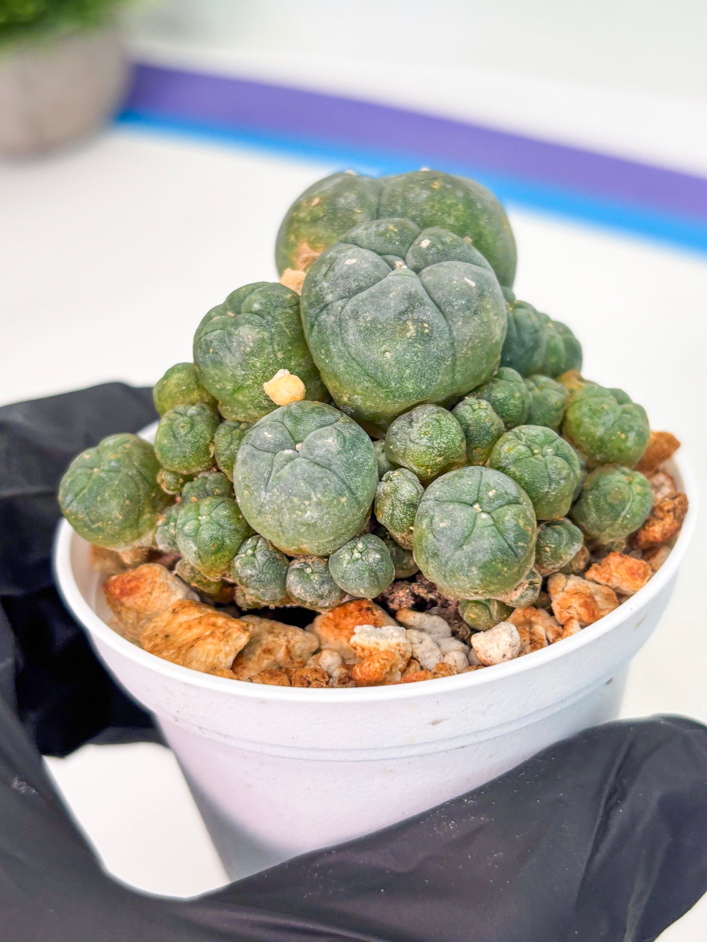 Spineless Cactus (Lo1) (p2) | For Advanced Growers