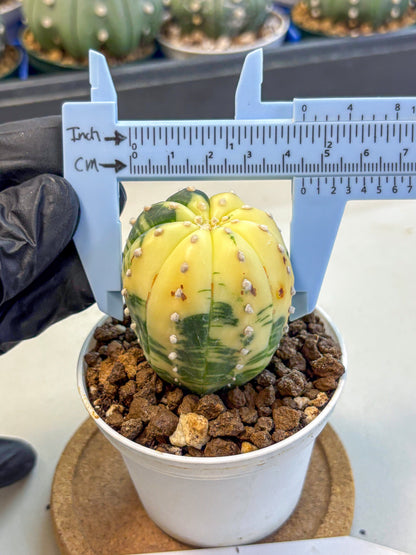 Astrophytum Variegated (at9) (02) | Rare Plant | Live Cactus