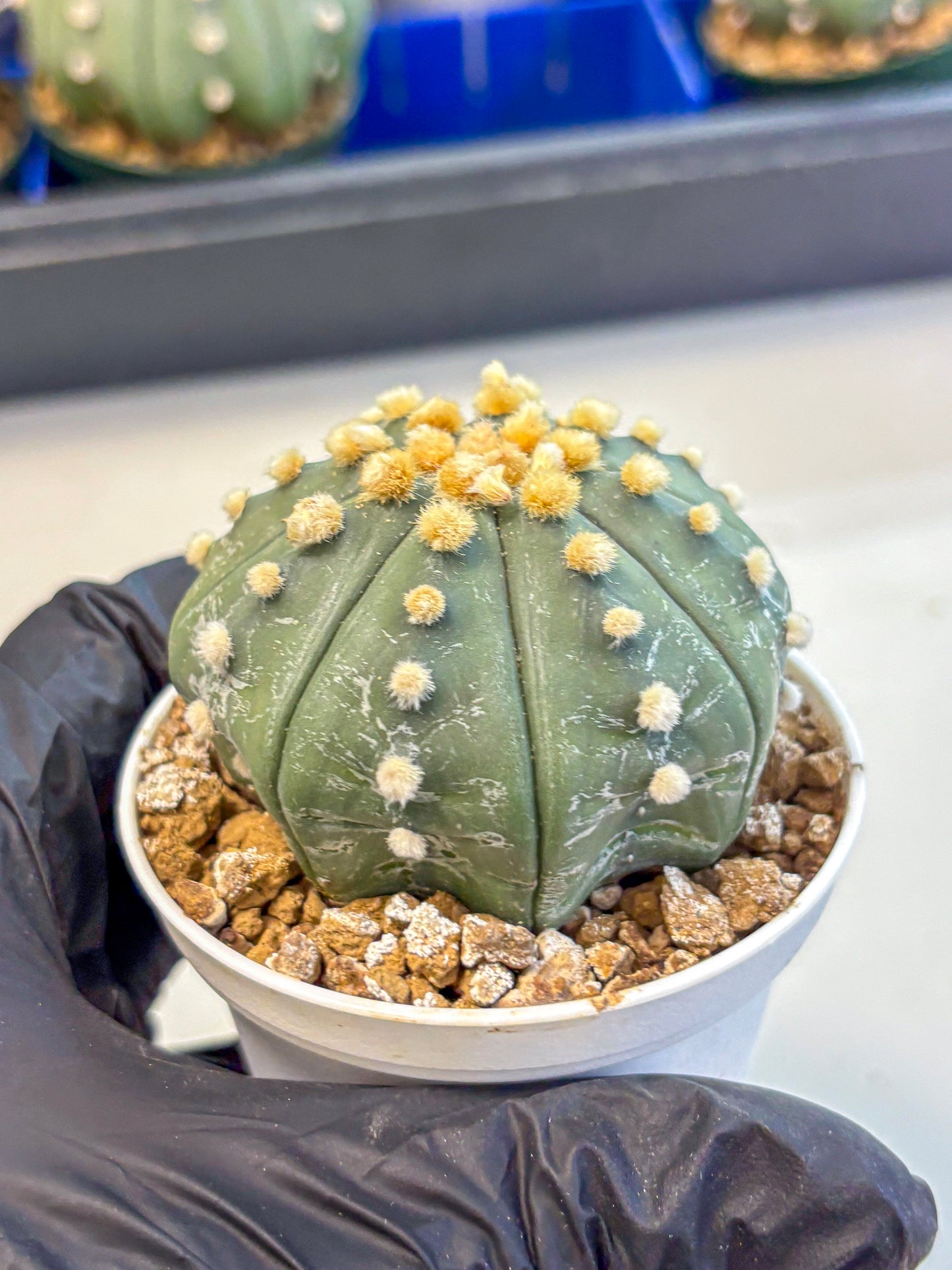 Astrophytum Oobito Nudum (at9) (14) | Cactus Plant