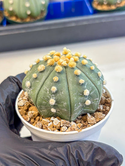Astrophytum Oobito Nudum (at9) (14) | Cactus Plant