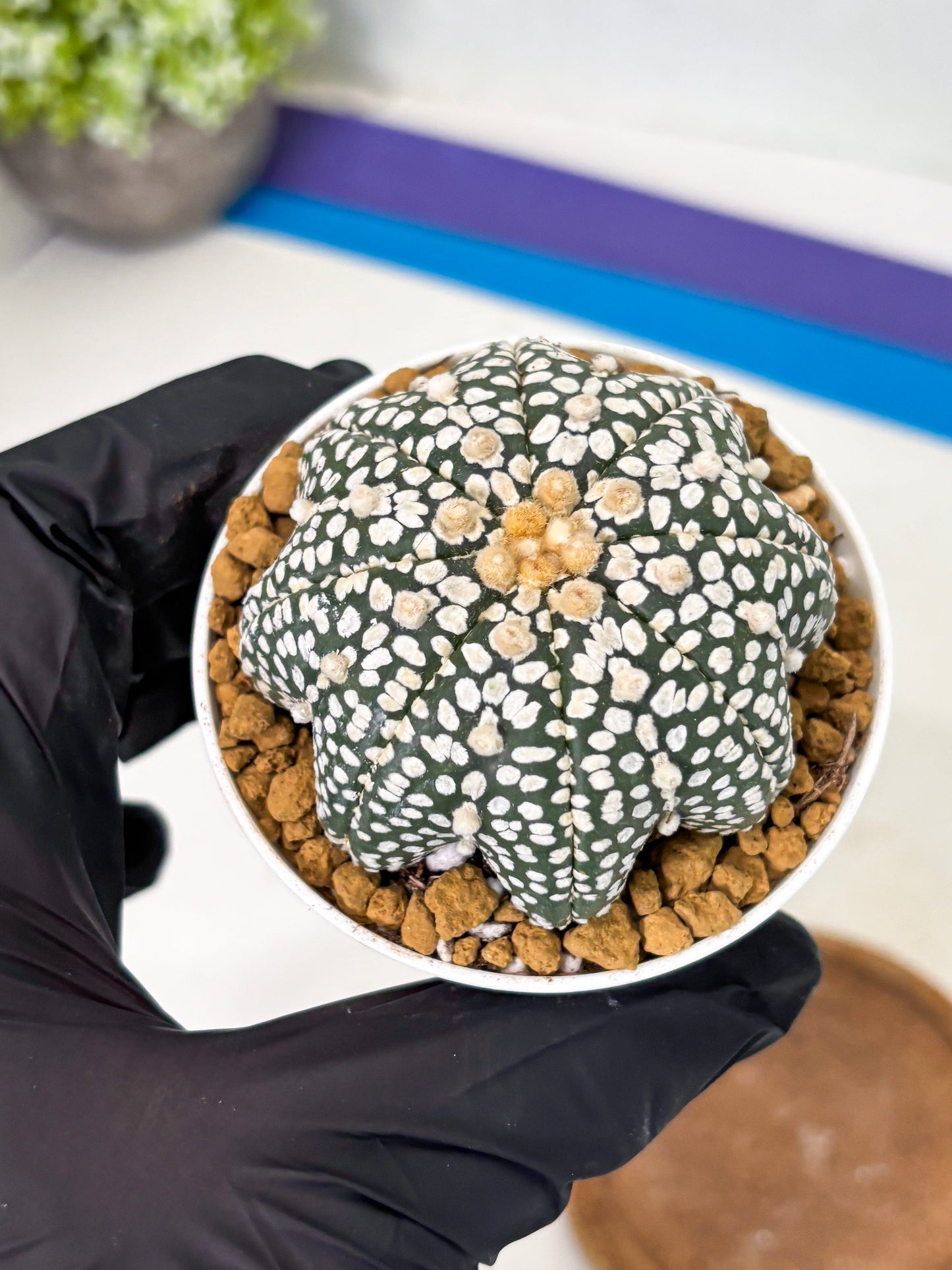 Astrophytum Star Shape (at2) (g1) | Japanese Import