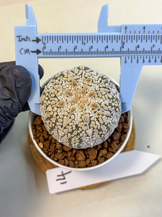 Astrophytum V Type (at5) (14) |  Sea urchin cactus