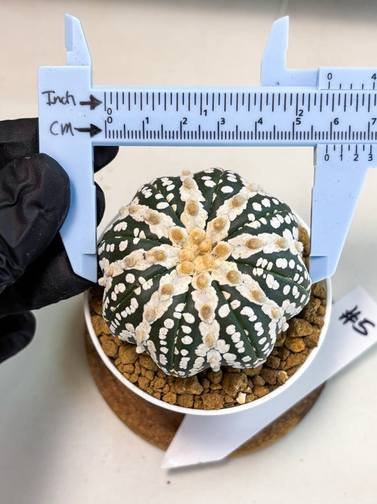 Astrophytum V-Type (at5) (y5) | Rare imported Plant