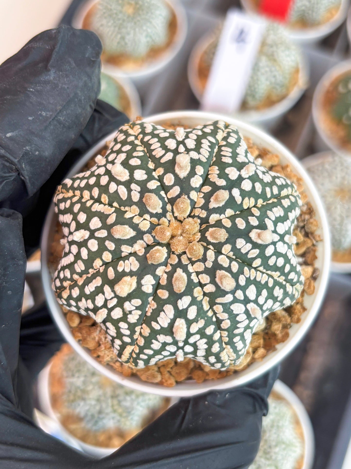 Astrophytum Star Shape (t3) (r3) | 3" Pot