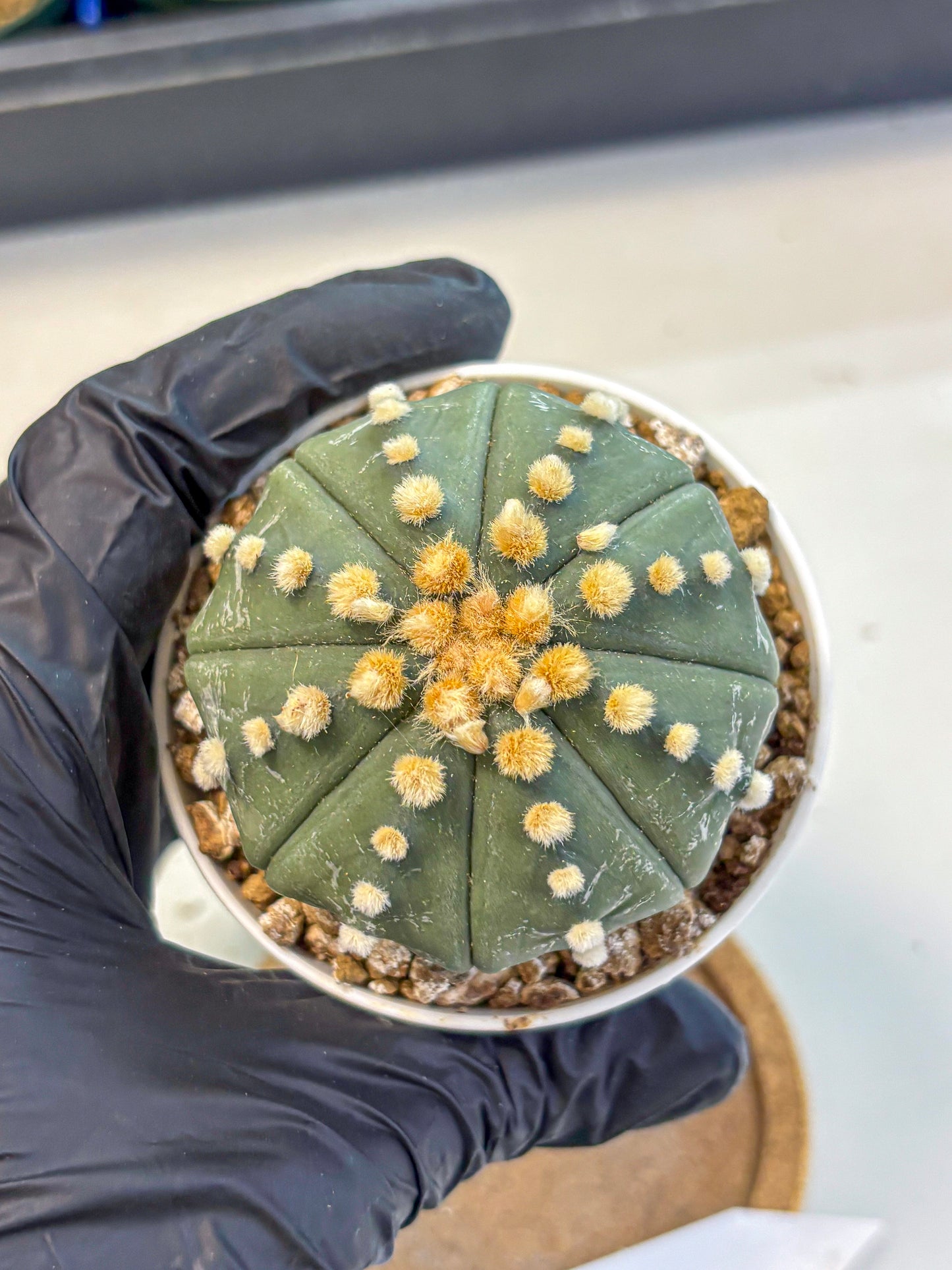 Astrophytum Oobito Nudum (at9) (14) | Cactus Plant
